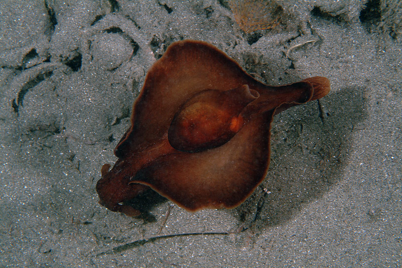 Aplysia sp.